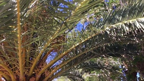 有关天性, 天空, 慢动作的免费素材视频