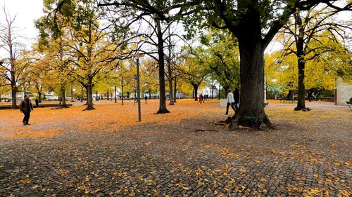 有关下落, 公园, 季节的免费素材视频