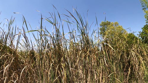 有关4k, 低角度拍摄, 公园的免费素材视频