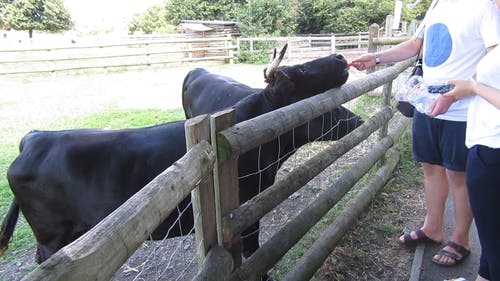 有关公牛, 动物, 动物园的免费素材视频