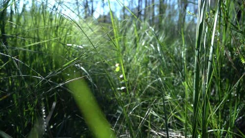 有关低角度拍摄, 低角度摄影, 低角度视图的免费素材视频
