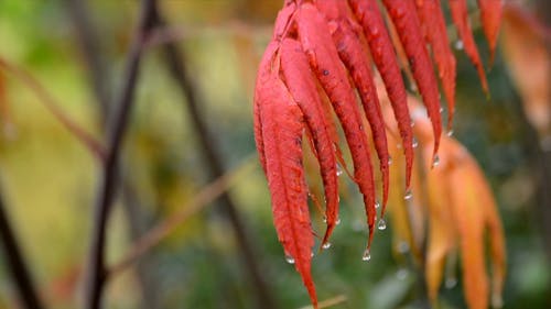 有关多雨的, 天性, 天气的免费素材视频