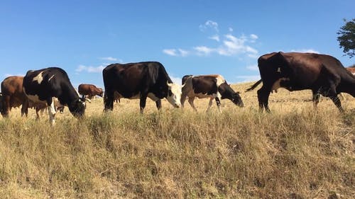 有关奶牛, 牛, 田的免费素材视频