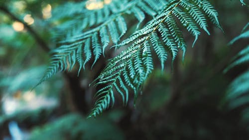 有关景深, 植物, 模糊的免费素材视频