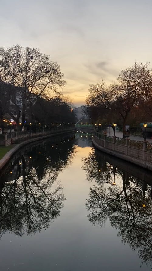 有关冬季, 分支机构, 剪影的免费素材视频