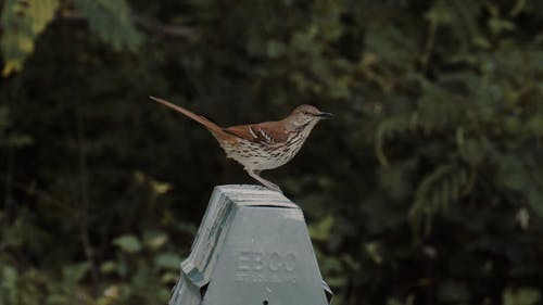 有关动物, 垃圾桶, 天性的免费素材视频