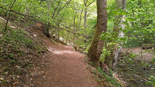 有关forestpark, 冒险, 冷静的免费素材视频