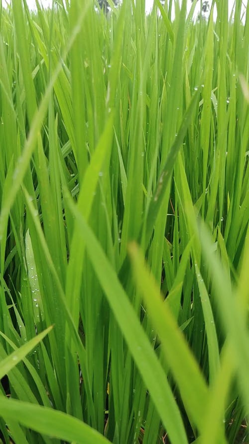 有关充满活力, 农业用地, 垂直视频的免费素材视频