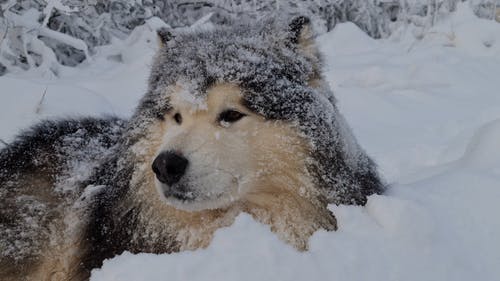 有关冬季, 动物, 宠物的免费素材视频