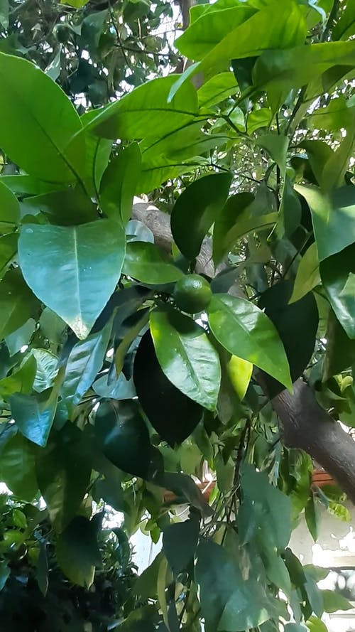 有关垂直视频, 天性, 常绿的免费素材视频