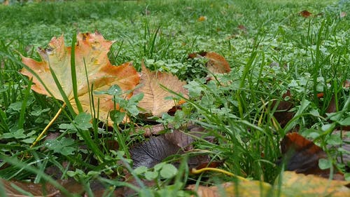 有关下落, 天性, 枯叶的免费素材视频