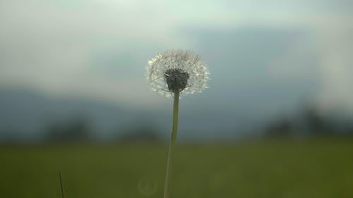 有关4k, seedhead, 天性的免费素材视频