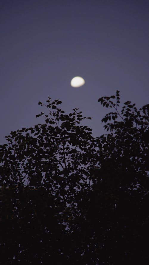 有关剪影, 垂直视频, 夜空的免费素材视频