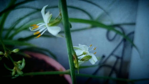 有关工厂, 浅焦点, 白色的花朵的免费素材视频
