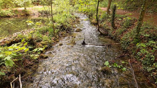 有关forestpark, 冷静, 分公司的免费素材视频