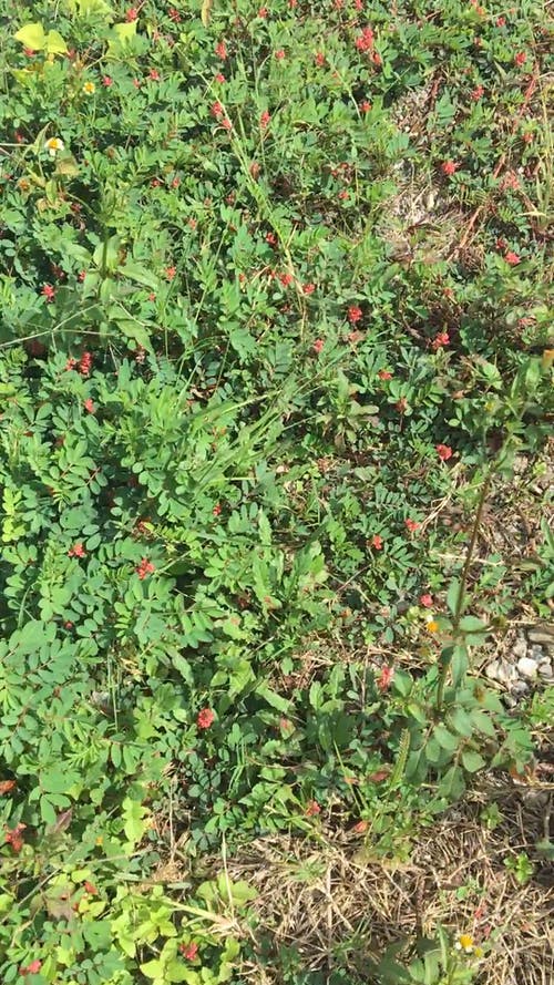 有关垂直视频, 步行, 看法的免费素材视频