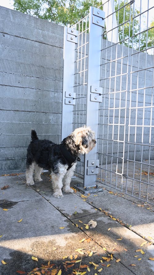 有关围栏, 在家, 家畜的免费素材视频