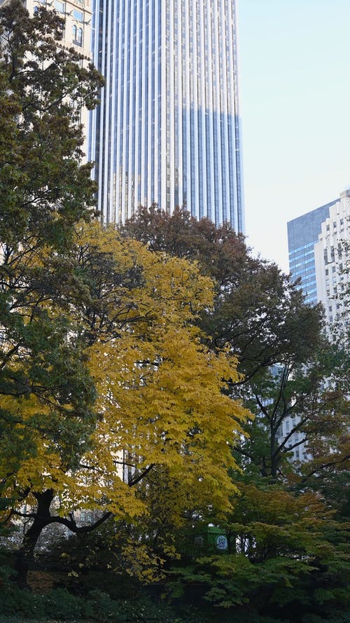 有关下落, 公园, 垂直的免费素材视频