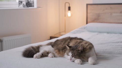 睡在床上的虎斑猫 · 免费素材视频