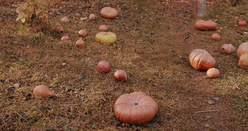 南瓜葫芦在地上 · 免费素材视频