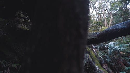 有关天性, 岩石, 户外的免费素材视频