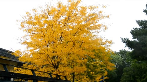 有关下落, 低角度, 季节的免费素材视频