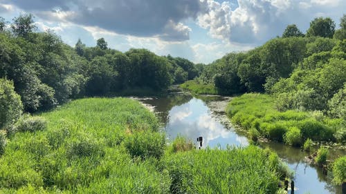 有关天性, 户外, 森林河的免费素材视频