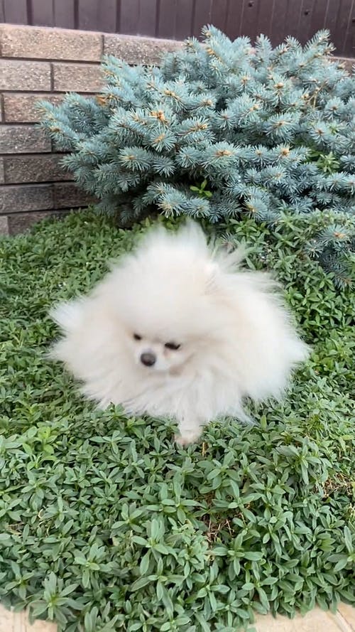 有关可爱的, 哺乳动物, 垂直视频的免费素材视频