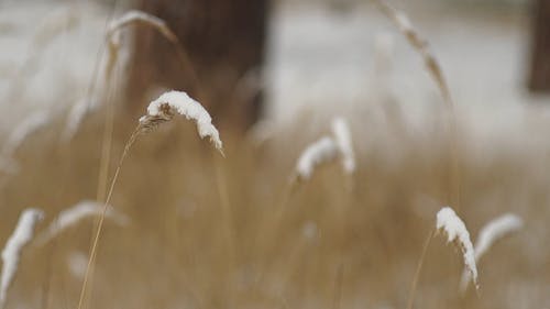有关乾的, 天气, 小麦的免费素材视频