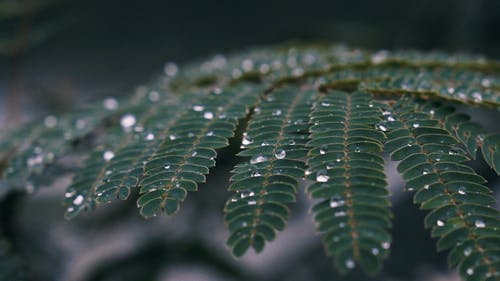 有关天性, 户外, 极端的特写的免费素材视频