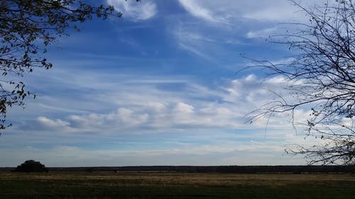 有关和平的, 天性, 奶牛的免费素材视频