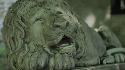 有关动物, 特写, 狮子的免费素材视频