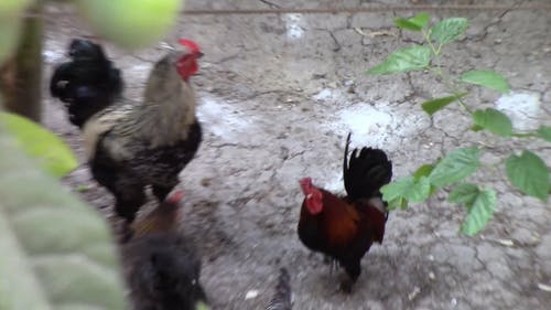 有关公鸡, 家禽, 母鸡的免费素材视频