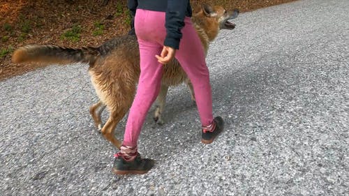 有关公园, 大只的狗, 天性的免费素材视频