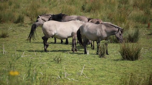 有关动物, 吃, 家畜的免费素材视频