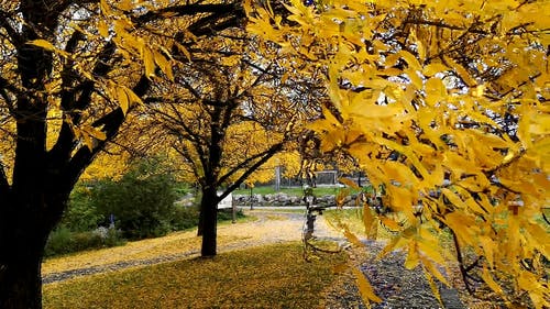 有关下落, 加拿大, 枯叶的免费素材视频