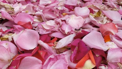 有关漂亮, 特写, 玫瑰花瓣的免费素材视频