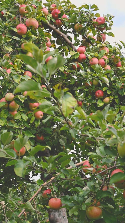 一棵苹果树上满是水果 · 免费素材视频