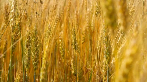 有关下田, 农业用地, 小麦的免费素材视频