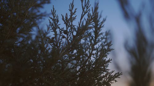 有关傍晚天空, 分公司, 天性的免费素材视频