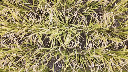 有关亚洲, 日本, 田的免费素材视频