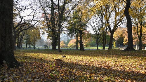有关下落, 休闲, 公园的免费素材视频