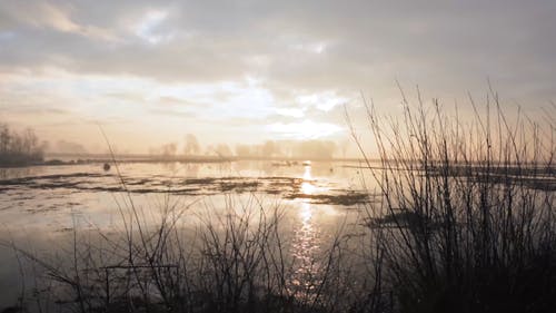 有关dwingelderveld, 冬季, 冷的免费素材视频