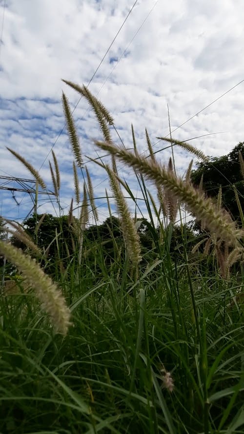 有关和平的, 垂直视频, 天性的免费素材视频