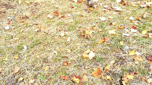 有关下落, 动物, 哺乳动物的免费素材视频