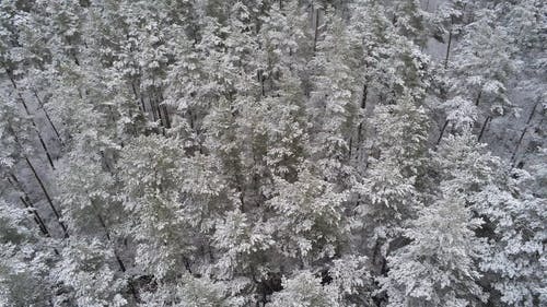 有关冬季, 天性, 森林的免费素材视频