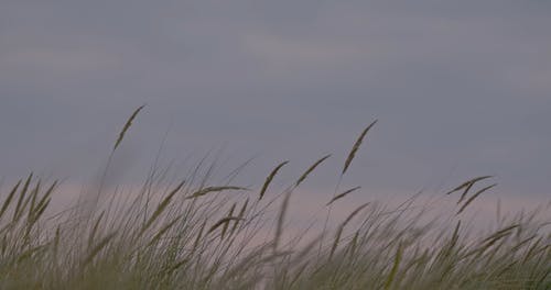 有关多风, 天空, 户外的免费素材视频