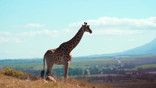 有关南非, 哺乳动物, 天性的免费素材视频