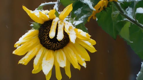 有关向日葵, 植物群, 特写的免费素材视频