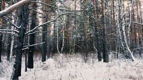 有关下雪的, 冬季, 冷的免费素材视频